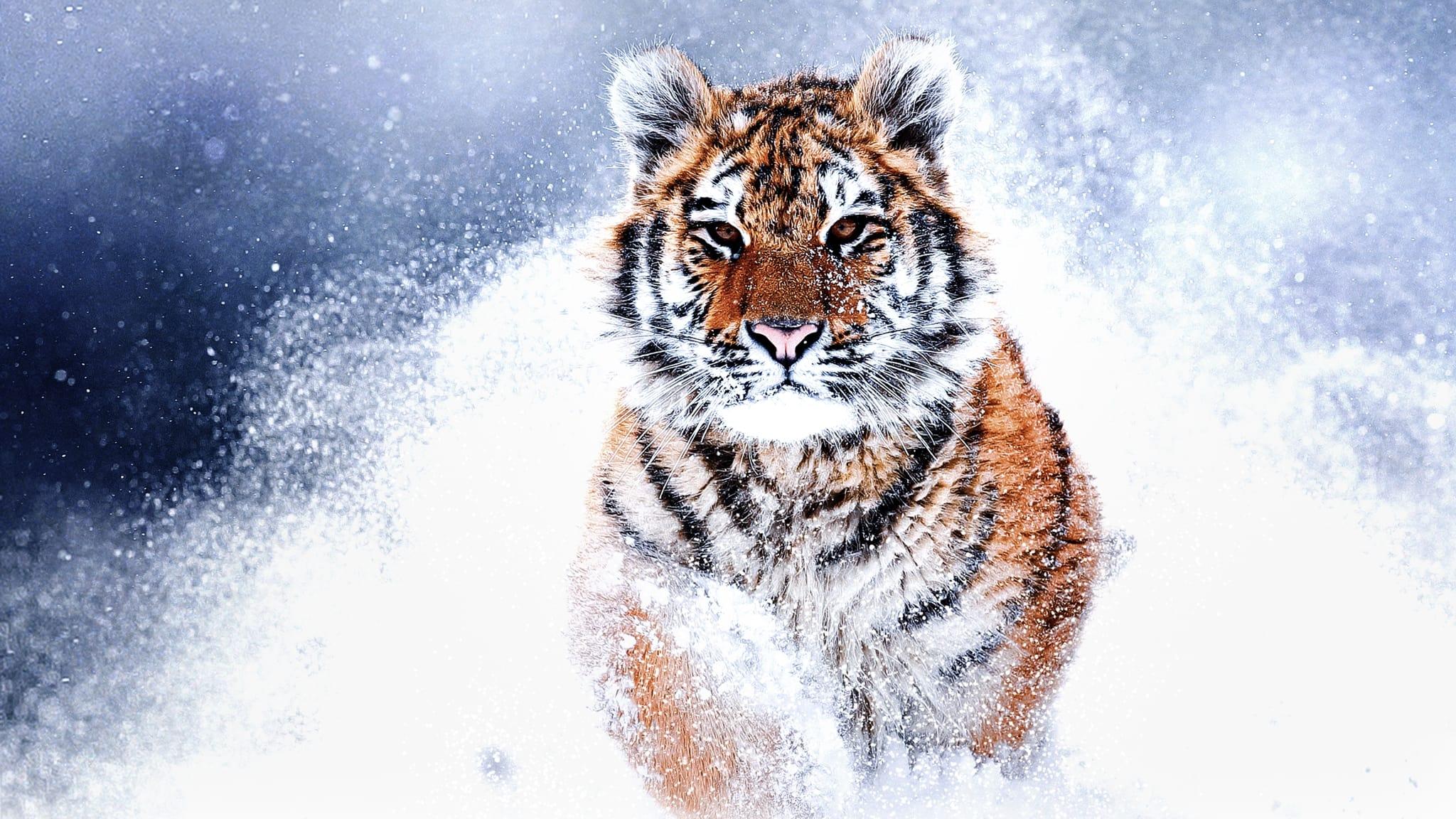 Russia's Wild Tiger 2022 movie scene