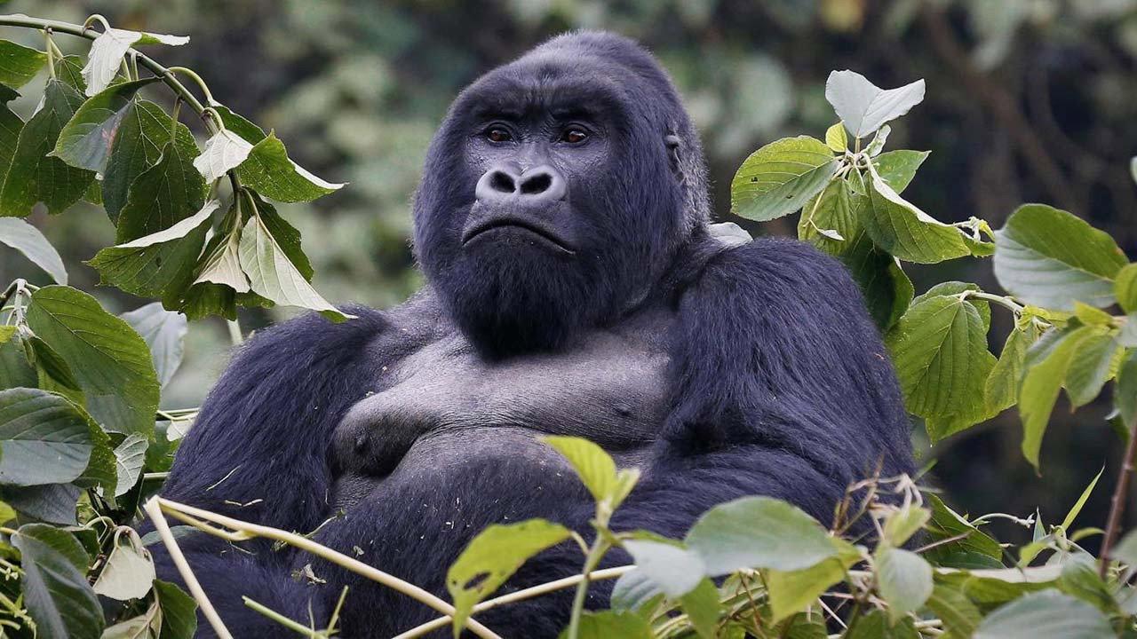Mountain Gorilla 1992 movie scene