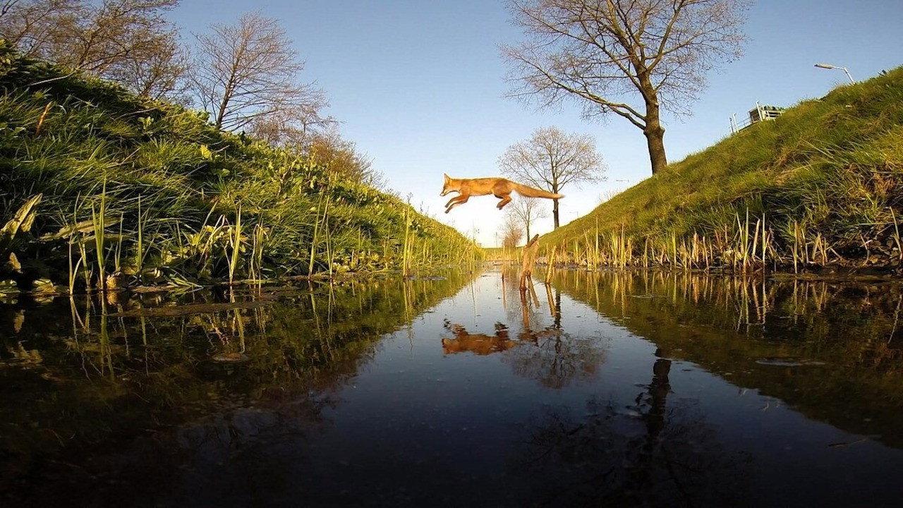 Amsterdam Wildlife 2015 movie scene