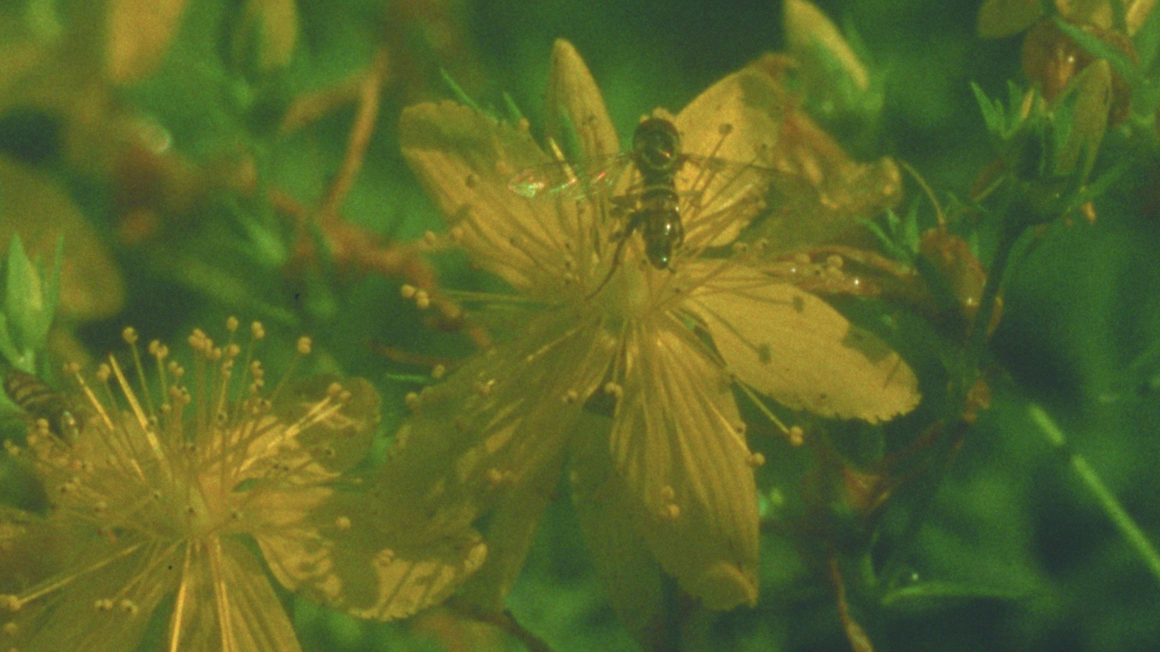 Summer Meadow 2024 movie scene