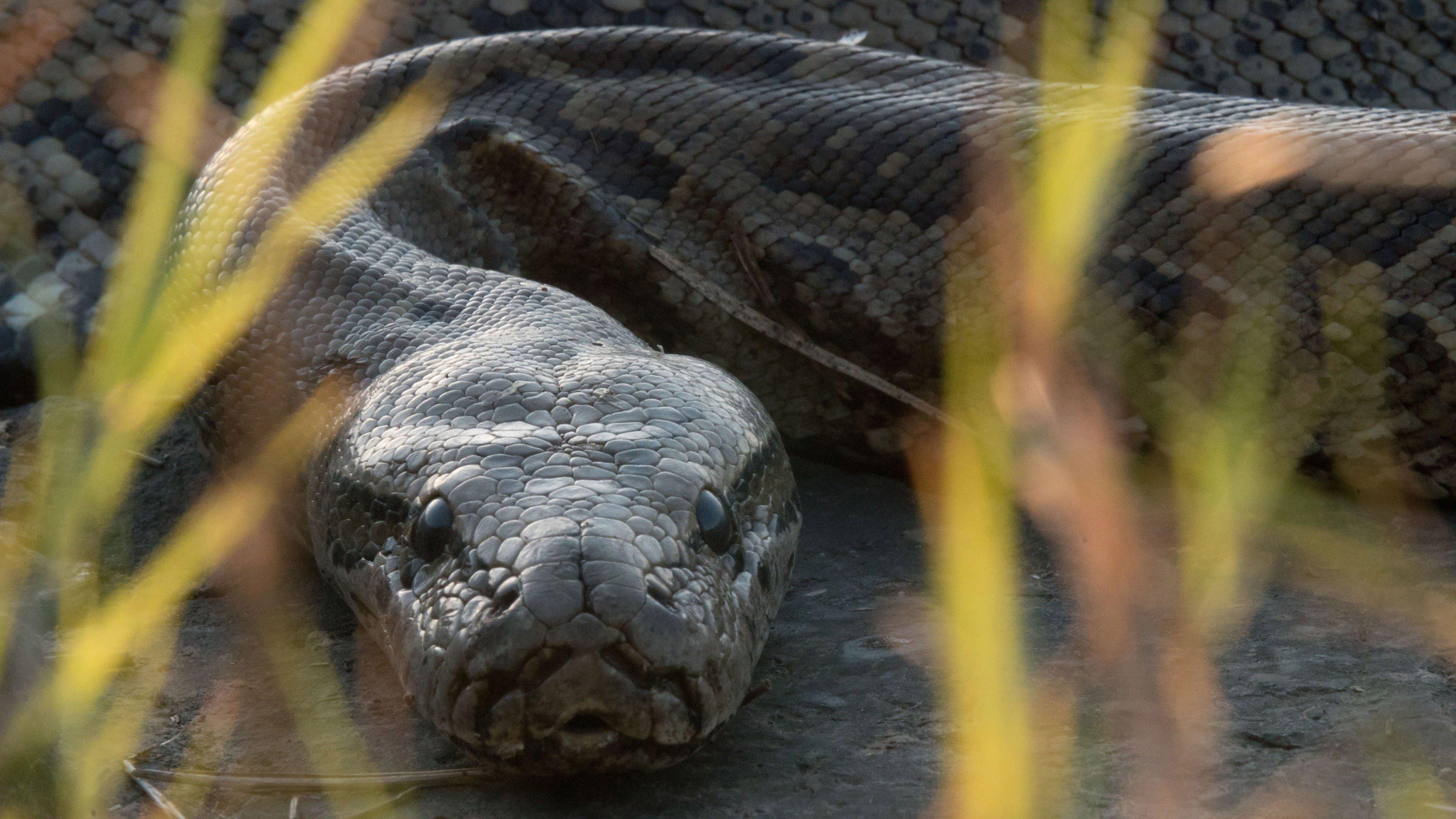Queen of the Pythons 2019 movie scene