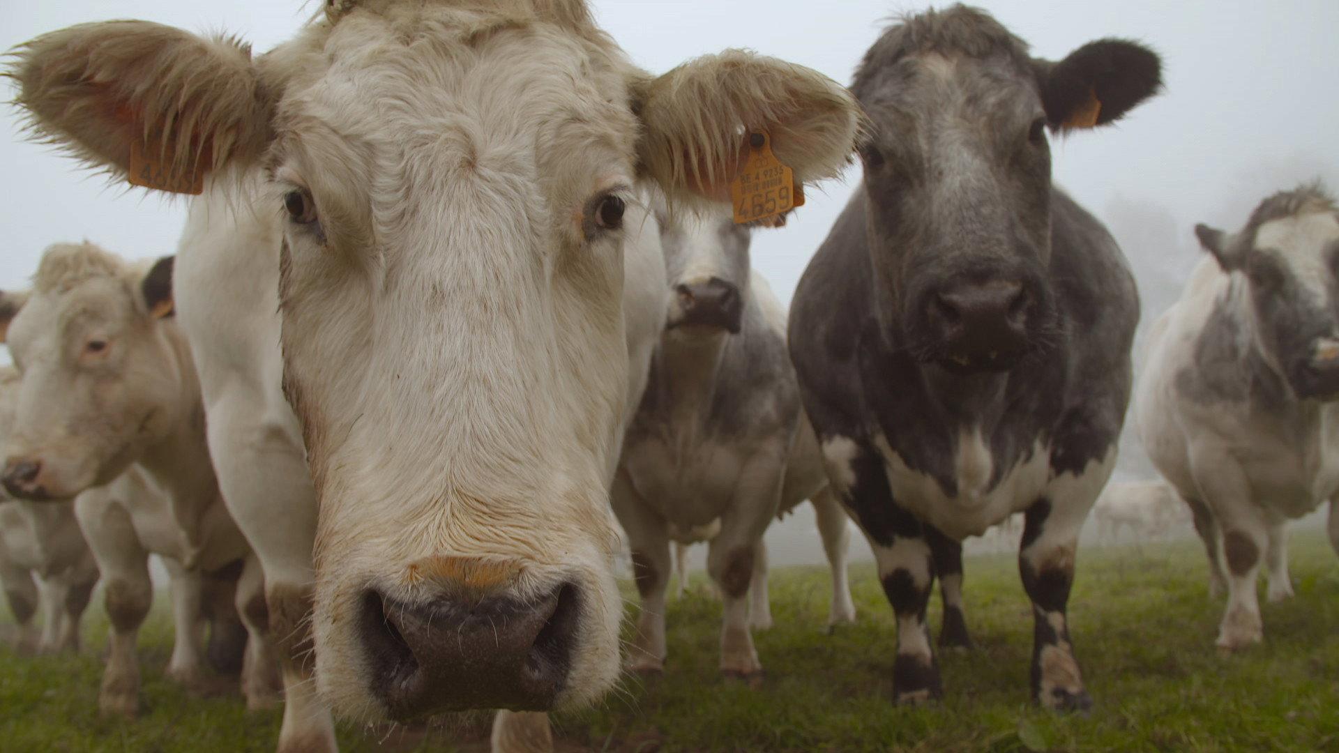And Man Created the Cow 2016 movie scene