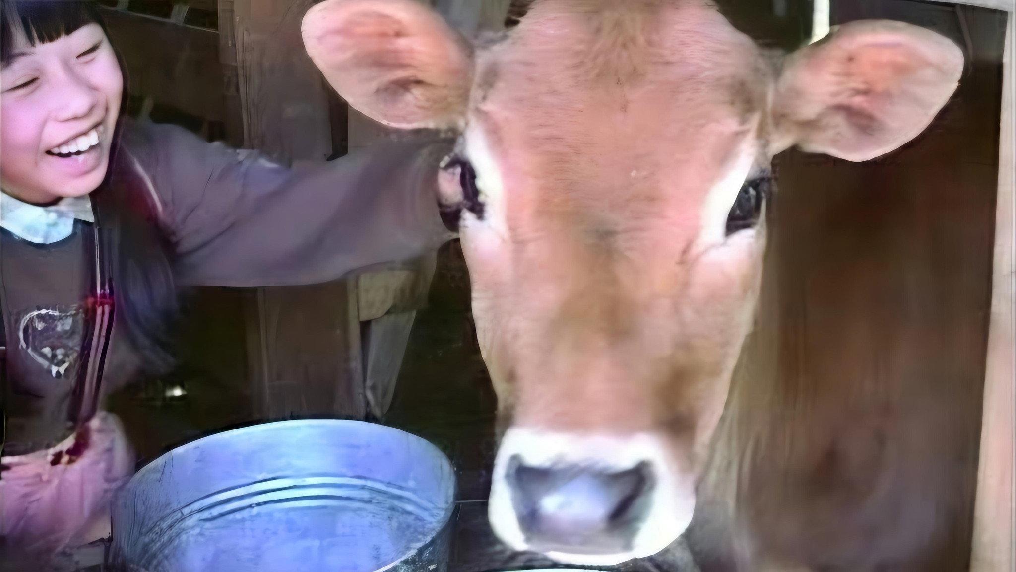 Lessons from a Calf 1991 movie scene