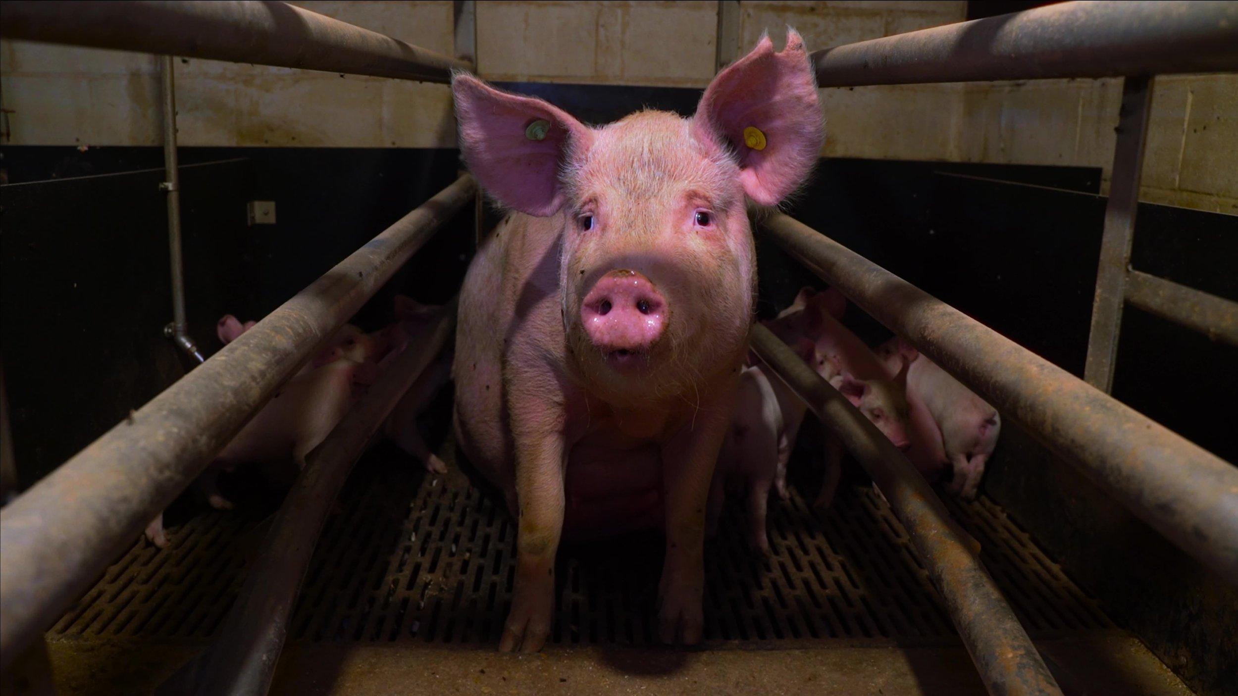 Pignorant 2024 movie scene