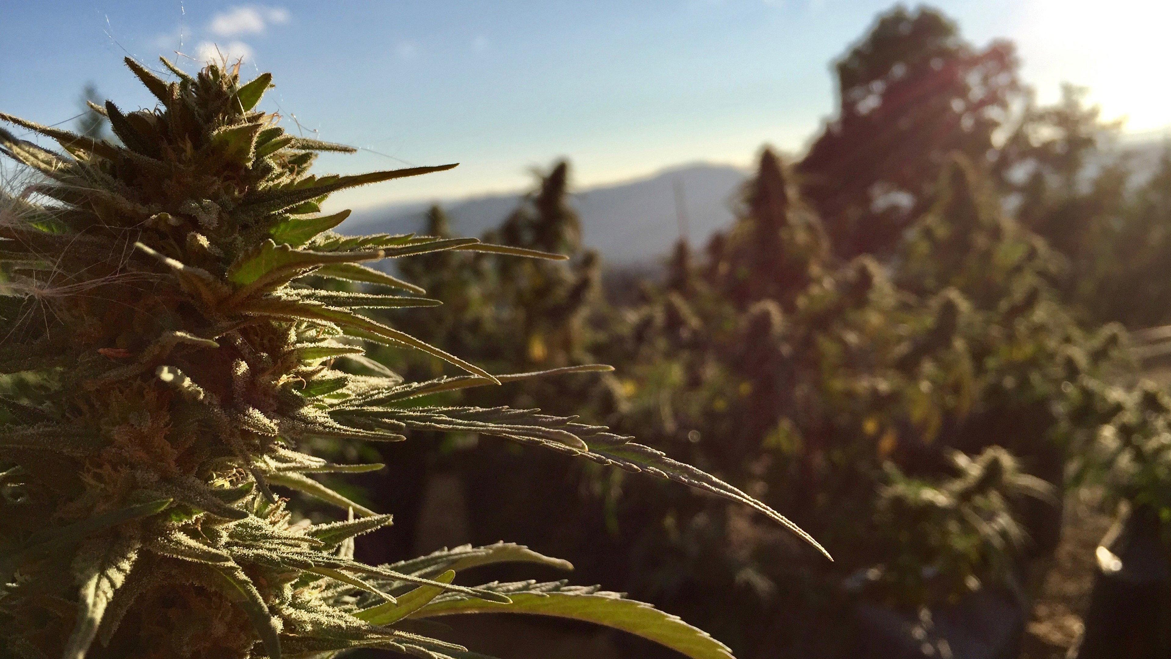 Weed & Wine 2020 movie scene