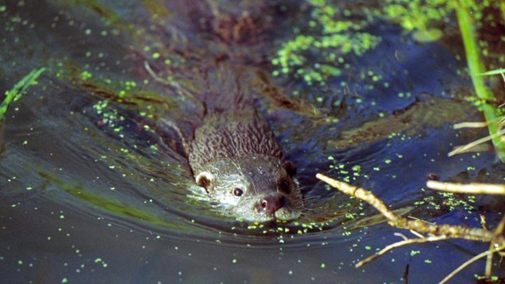 The Otter's Trail 1998 movie scene