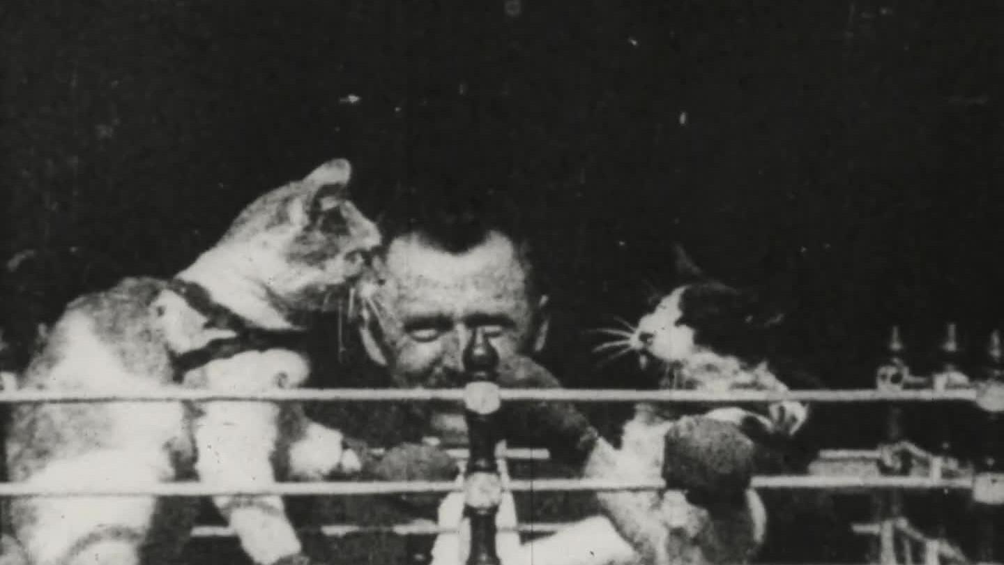 The Boxing Cats 1894 movie scene