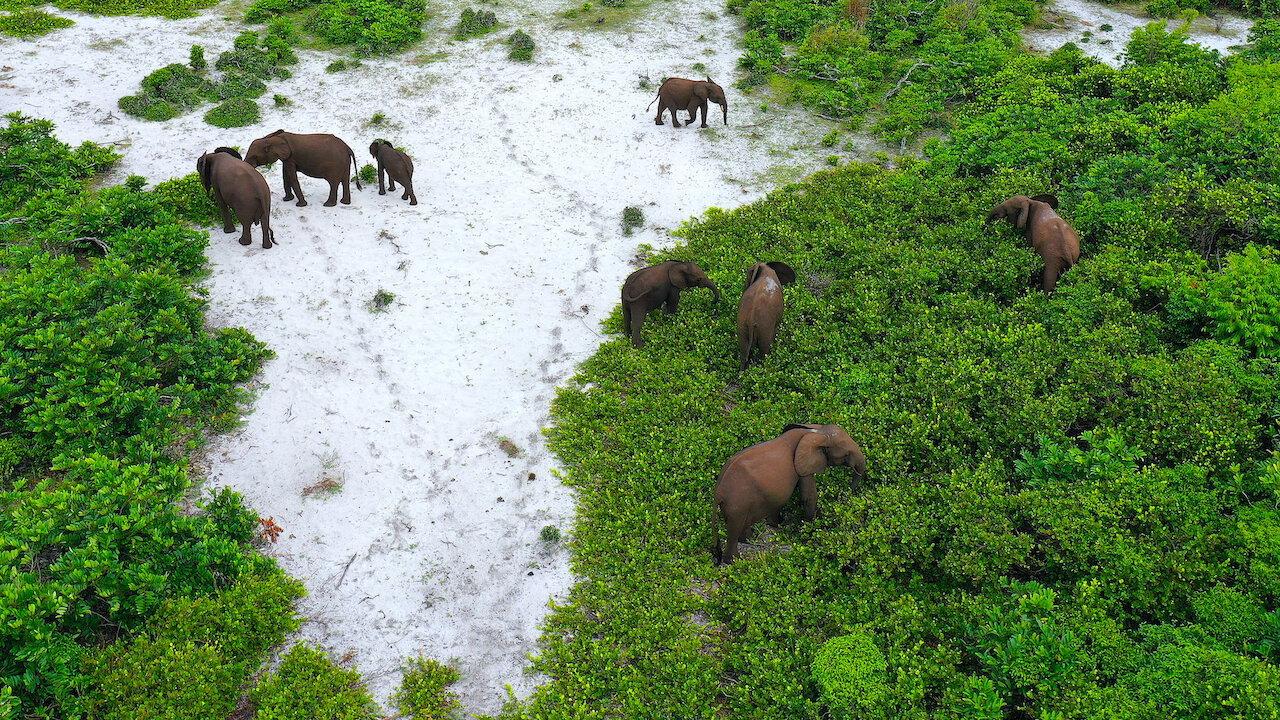 Rainforest First: Climate Protection in Central Africa 2022 movie scene