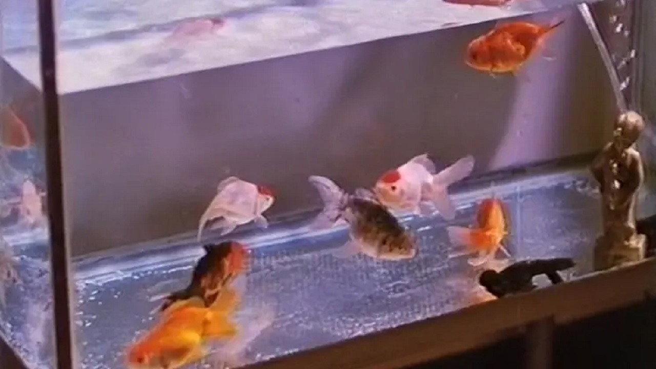 Goldfish 1995 movie scene