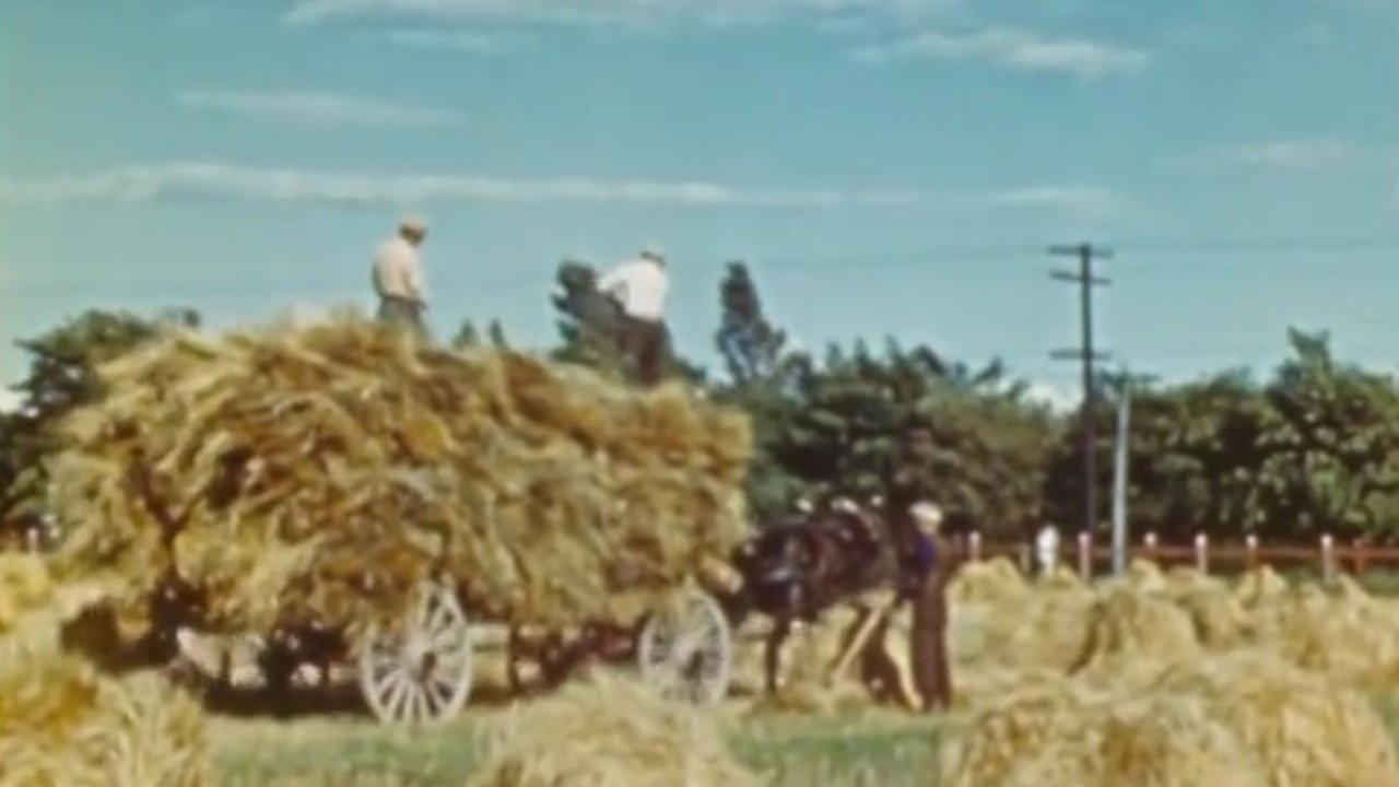 The Percheron 1946 movie scene
