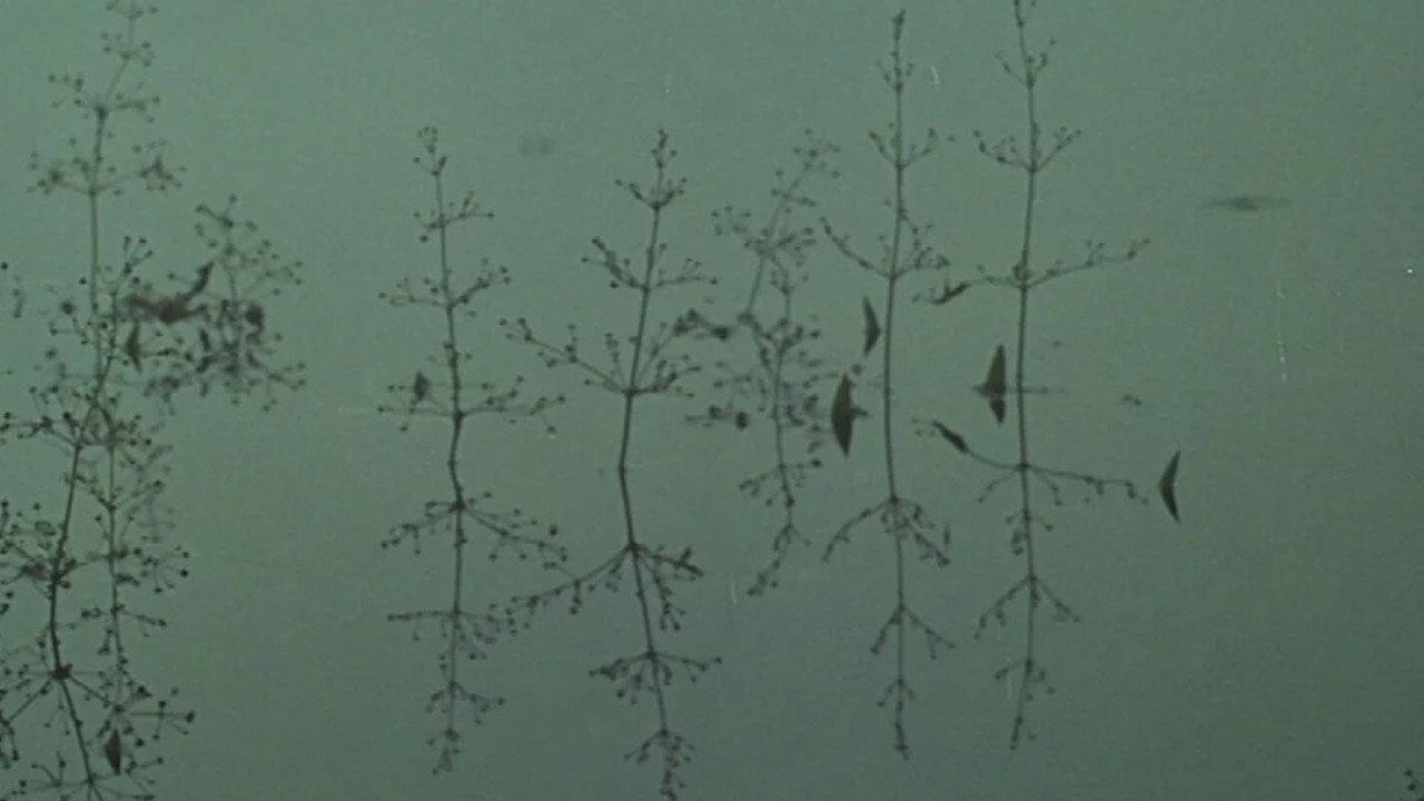 Yeats Country 1965 movie scene