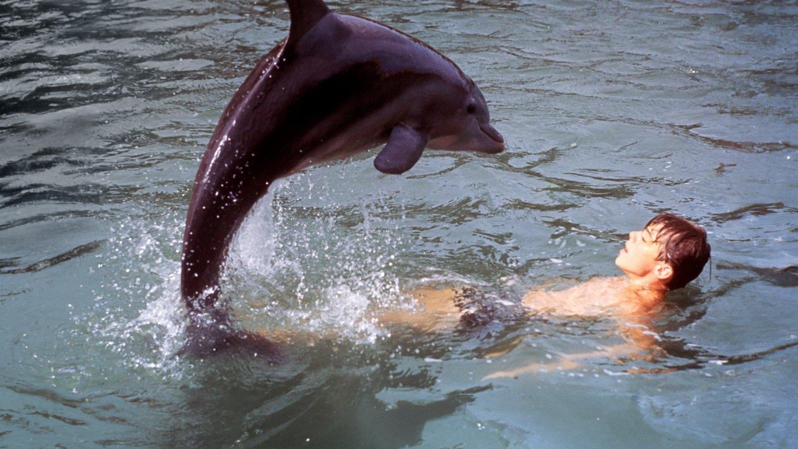 Flipper's New Adventure 1964 movie scene