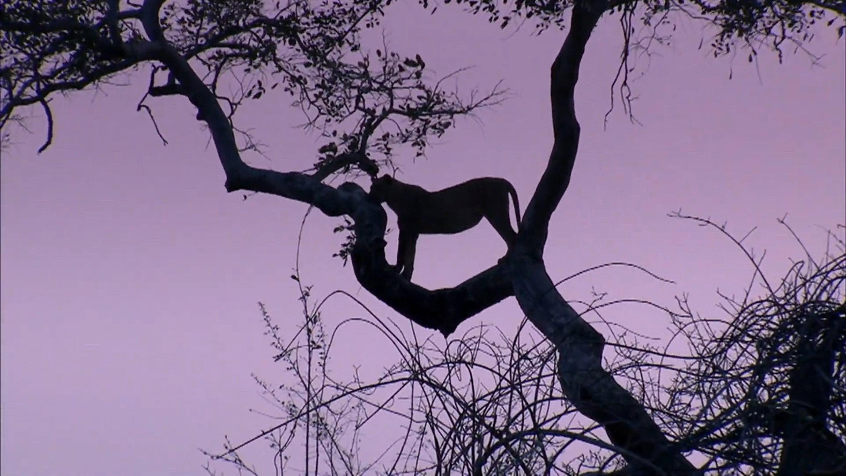 Predator's Playground 2012 movie scene