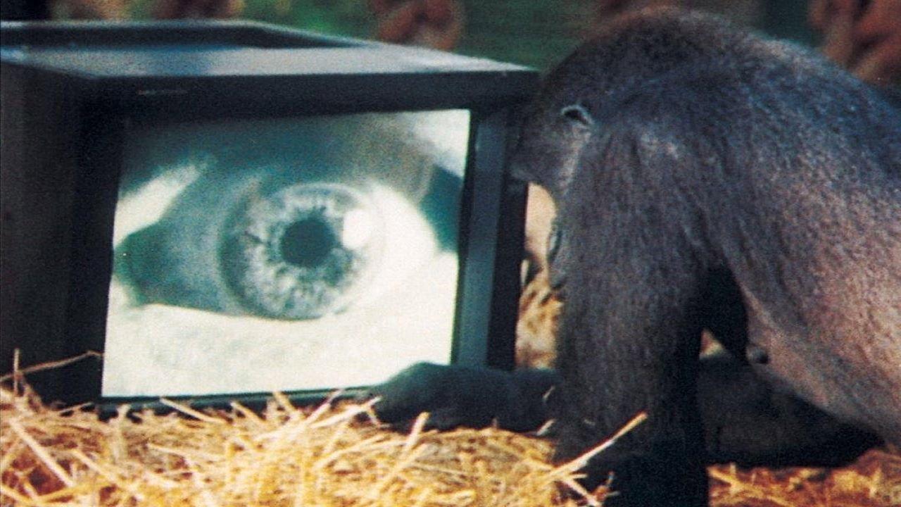 Roger Waters: Amused to Death 2015 movie scene