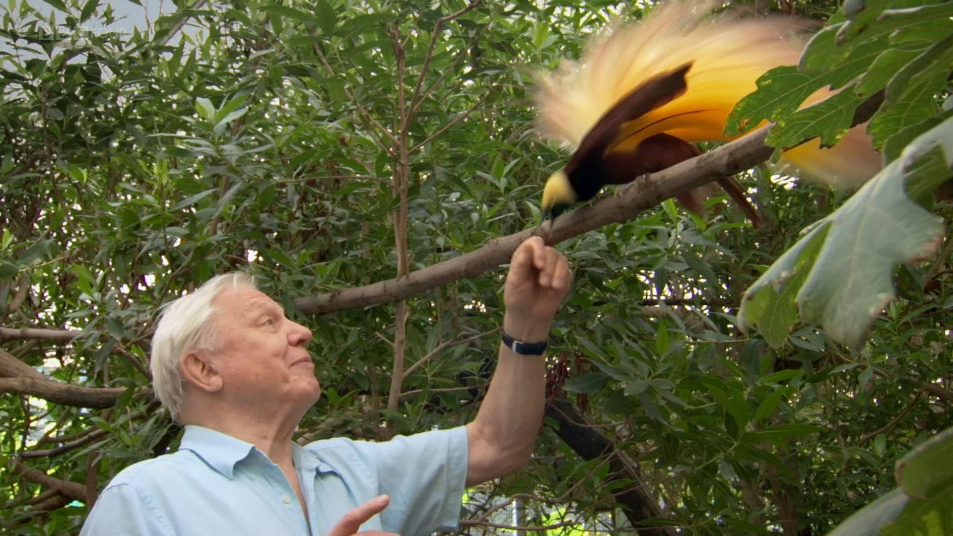Attenborough's Paradise Birds 2015 movie scene
