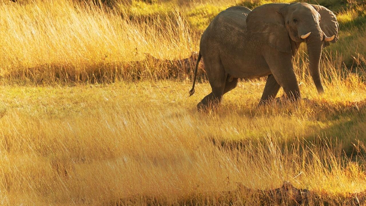 Elephant Queen 2014 movie scene