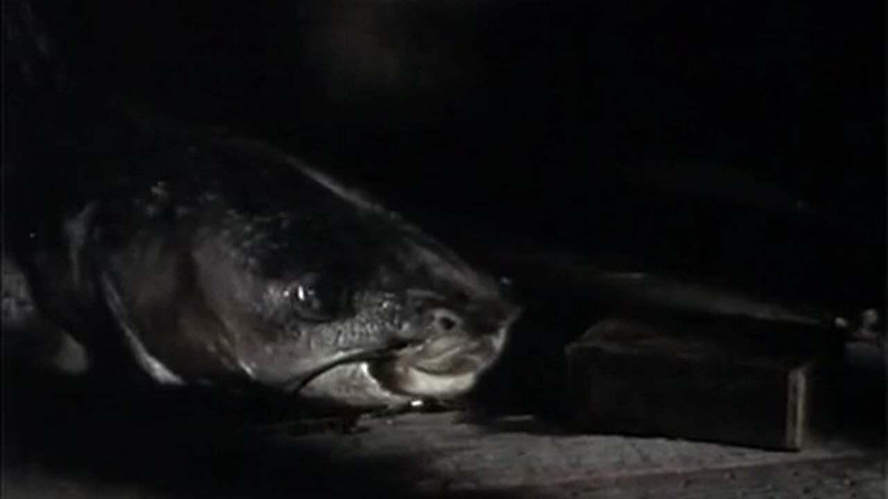 The Amphibian 1991 movie scene