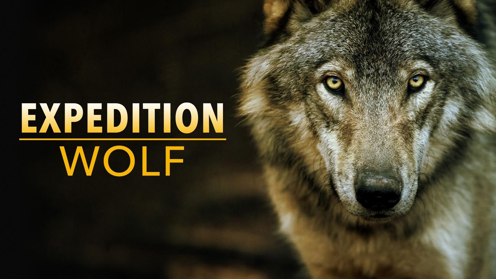 Expedition Wolf 2014 movie scene