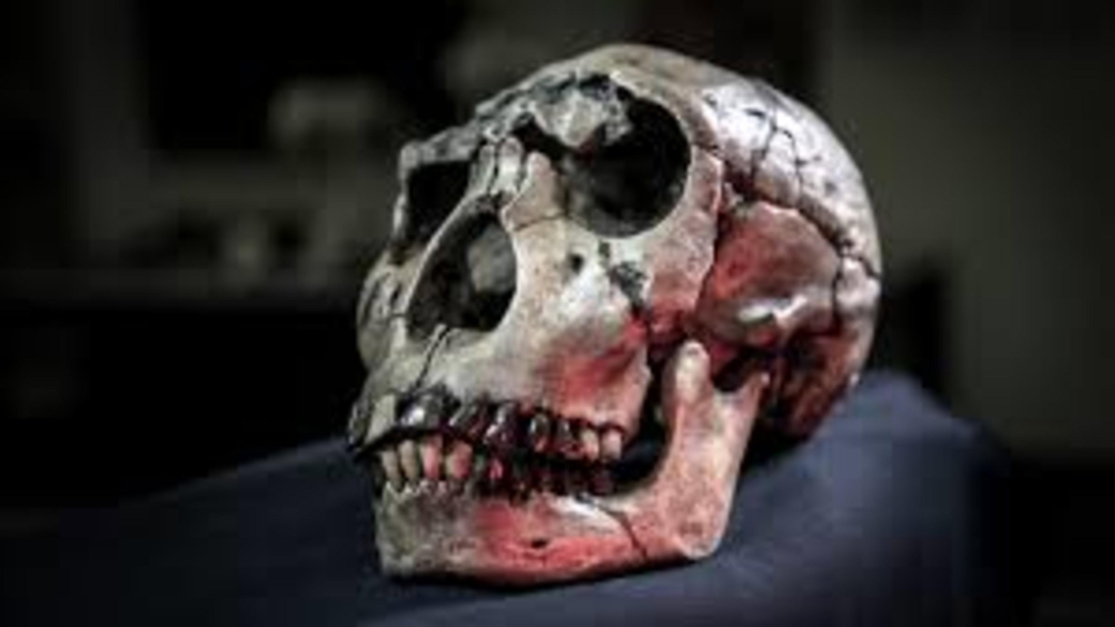 Atapuerca: El Misterio De La Evolucion Humana 2008 movie scene