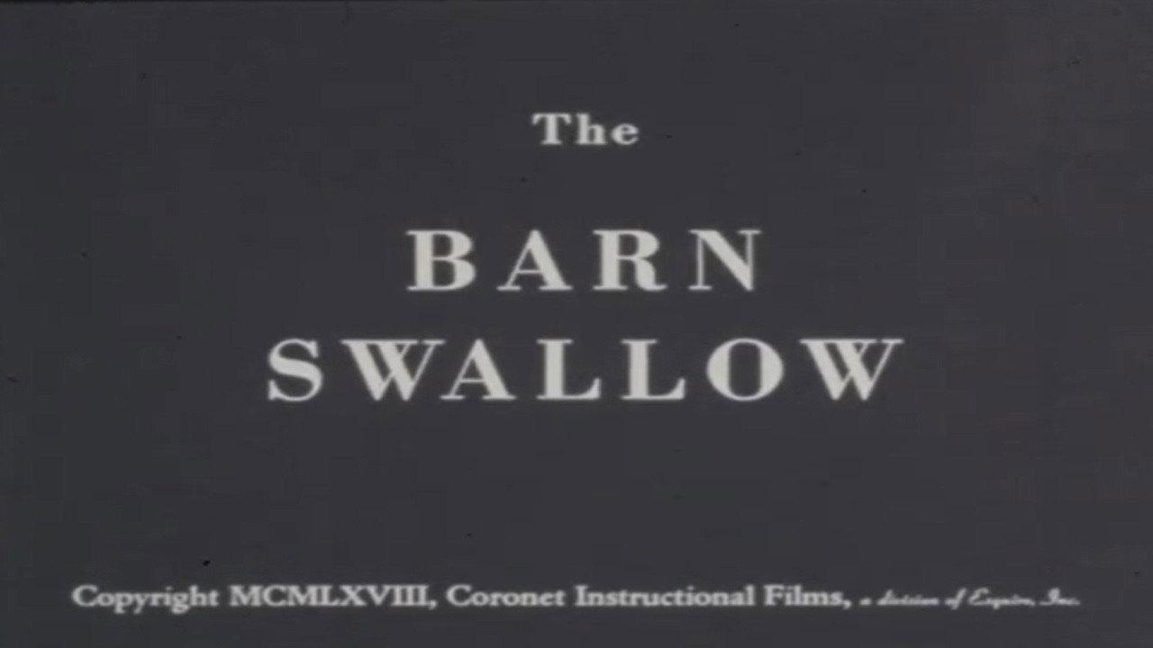 The Barn Swallow 1968 movie scene