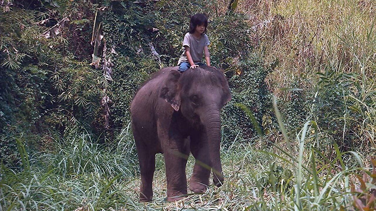 My Lucky Elephant 2013 movie scene