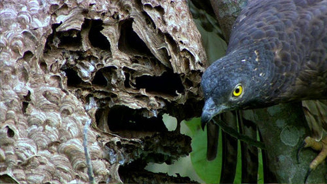 The Oriental Honey Buzzards of Ninety-nine Peaks 2011 movie scene