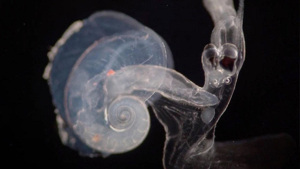 This Is (for) the Sea 2025 movie scene