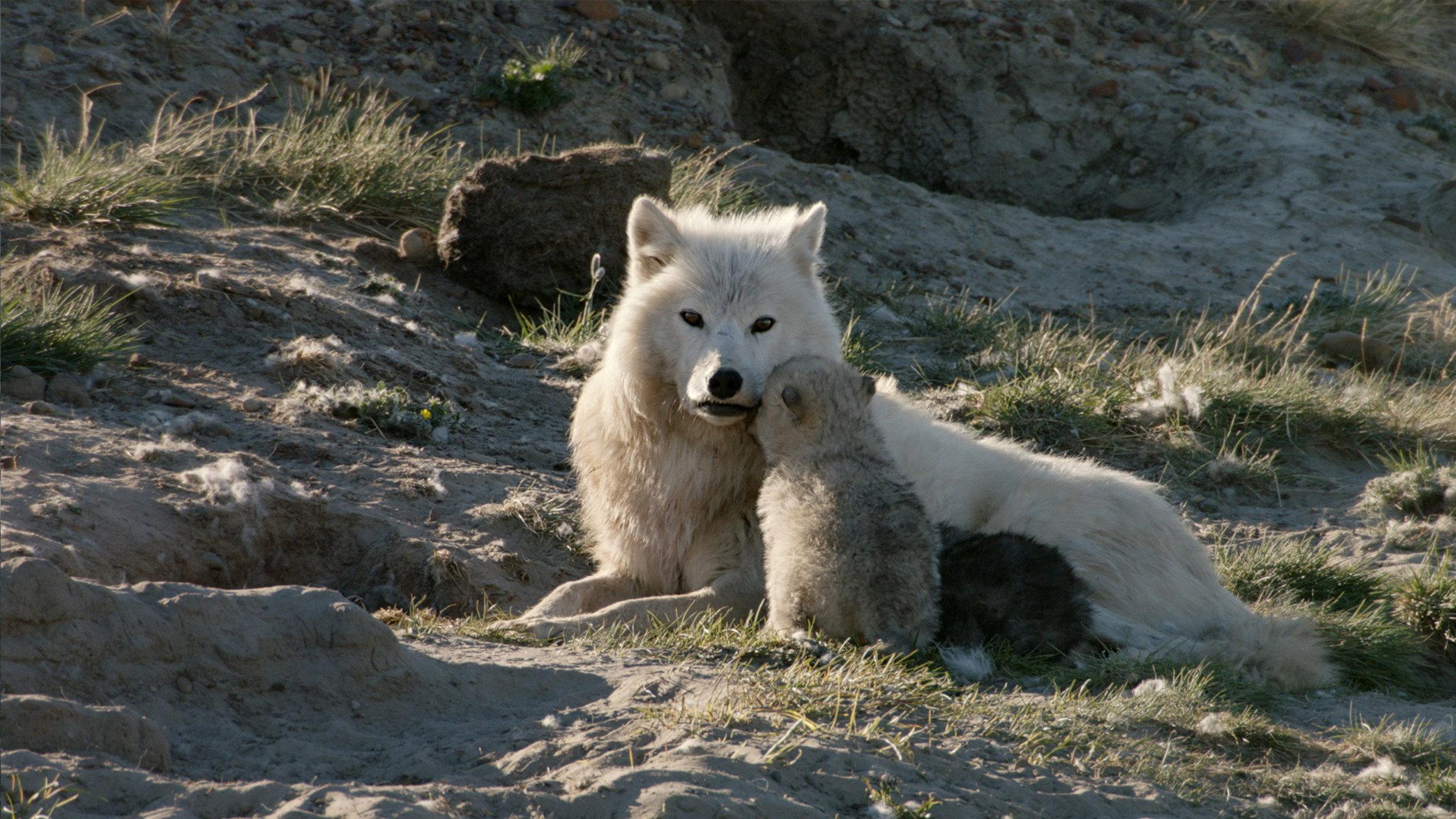 White Wolves: Ghosts of the Arctic 2017 movie scene