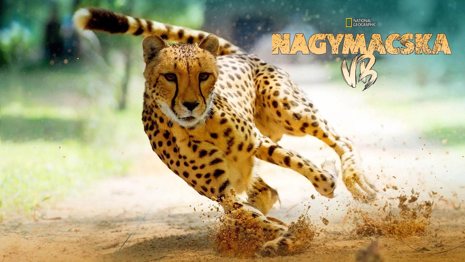 Big Cat Games 2015 movie scene
