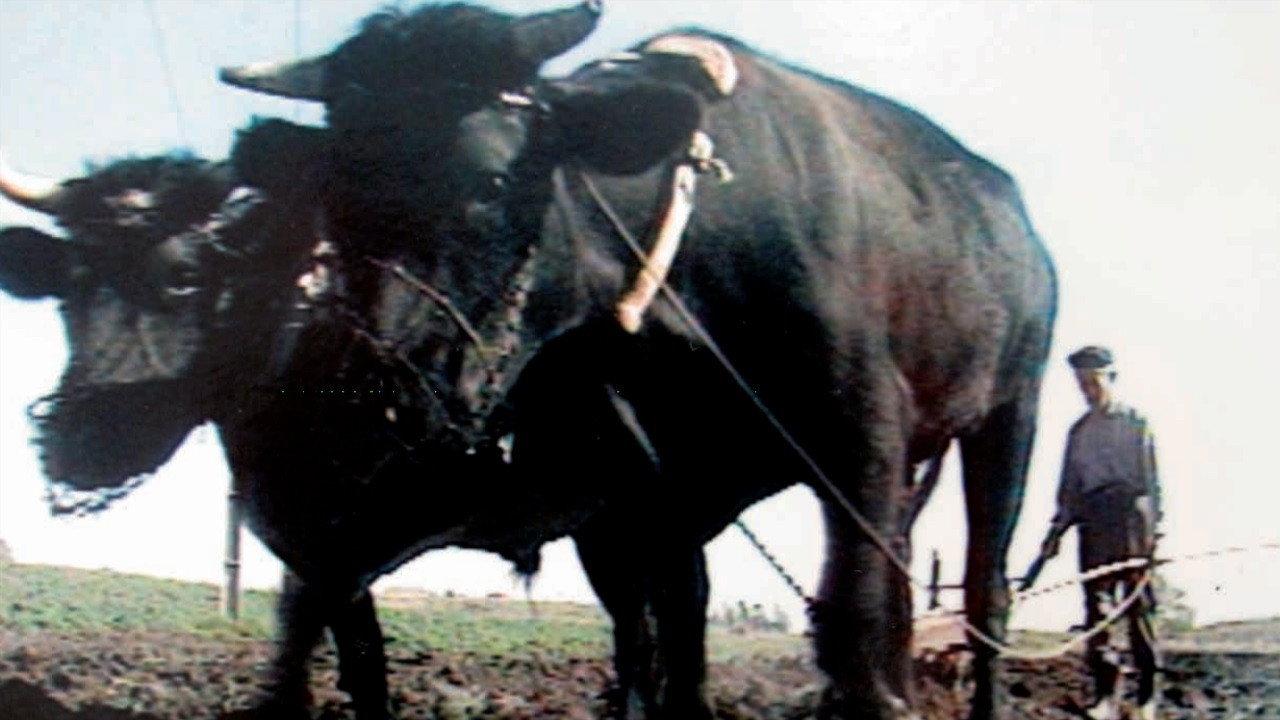 The Forgotten Land 1991 movie scene