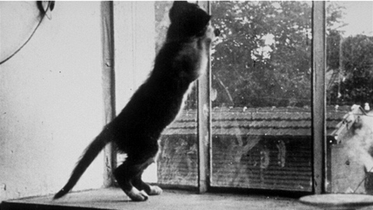 Le chat qui joue 1899 movie scene