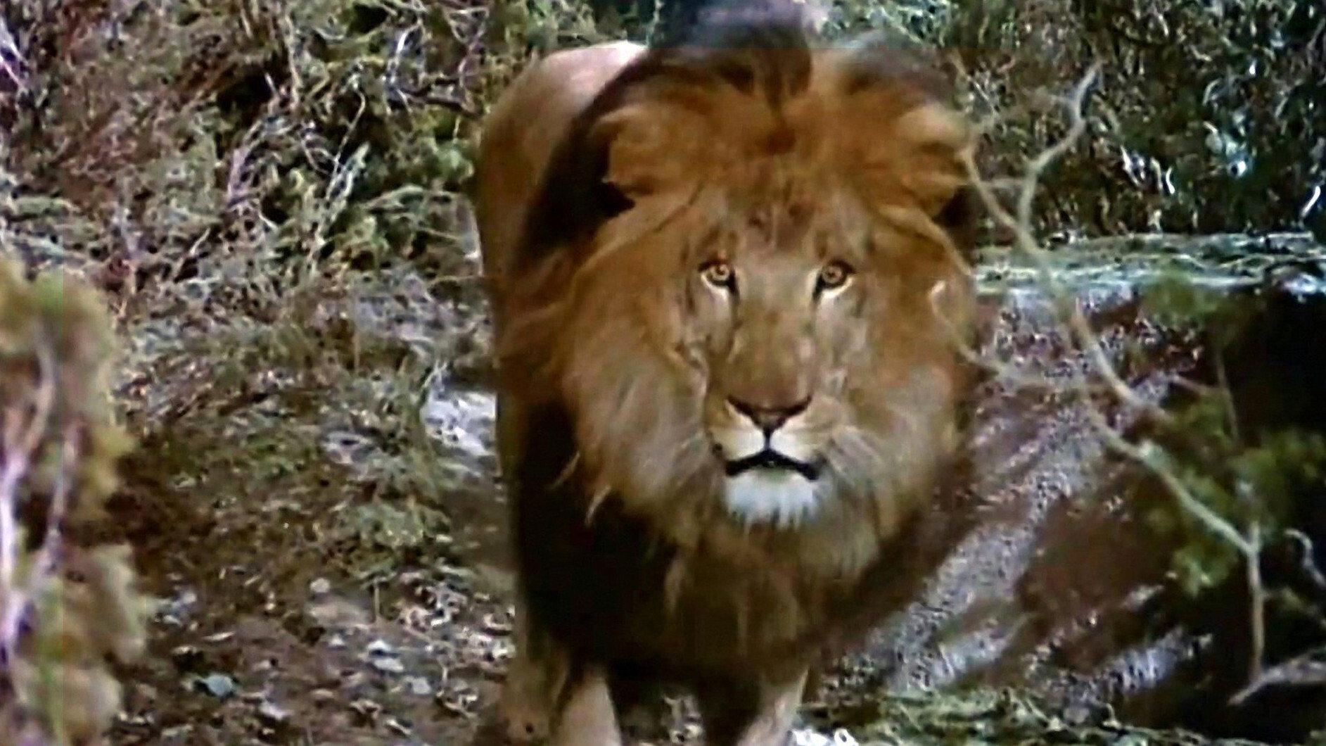 The Lion and the Horse 1952 movie scene