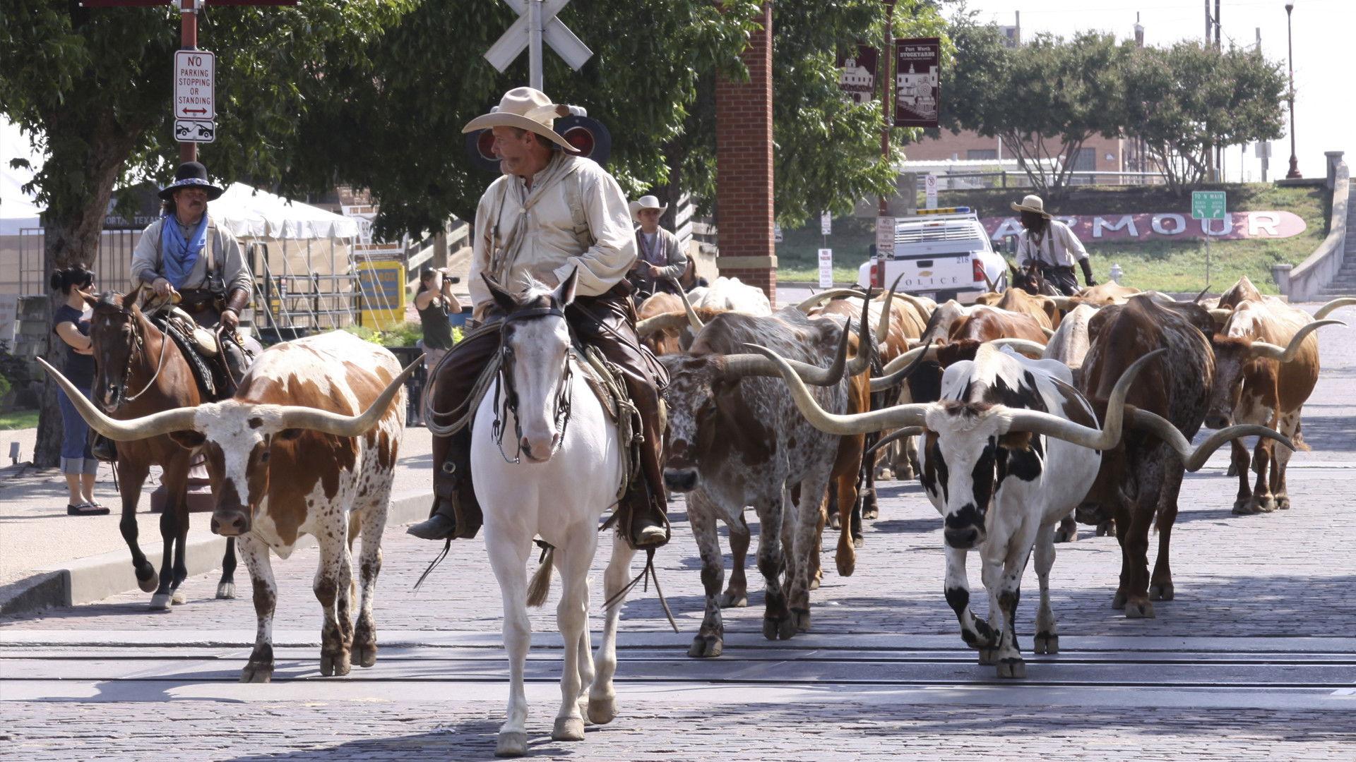 Adventures of Bailey: A Night in Cowtown 2013 movie scene