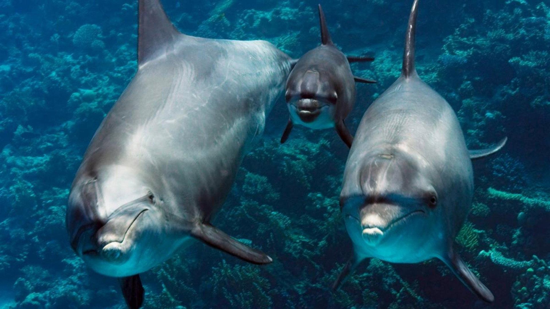 Our Earth - Our Oceans 2014 movie scene