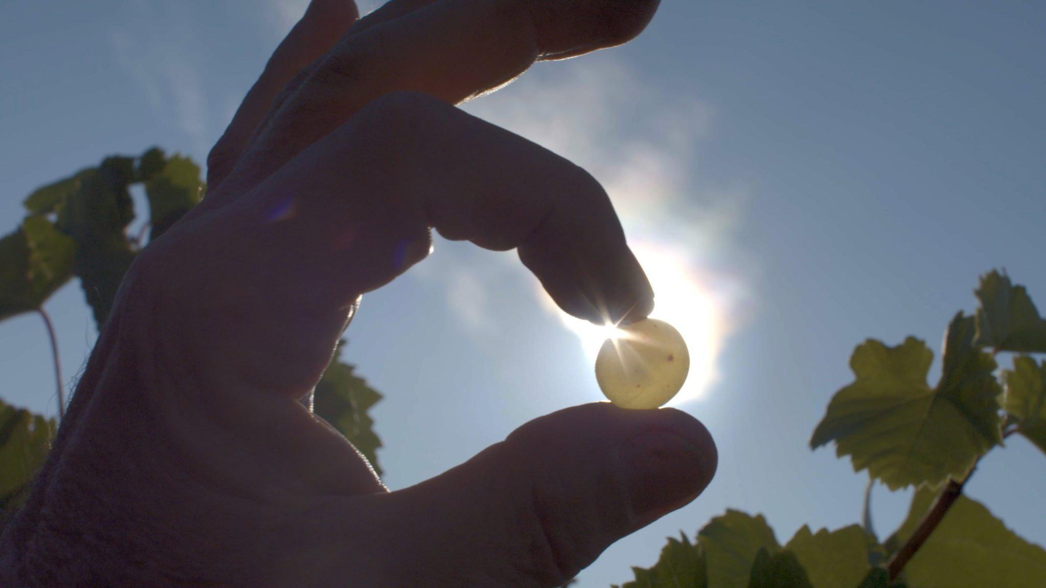 Liquid Gold: In Quest of the Aszu of Tokaj 2019 movie scene