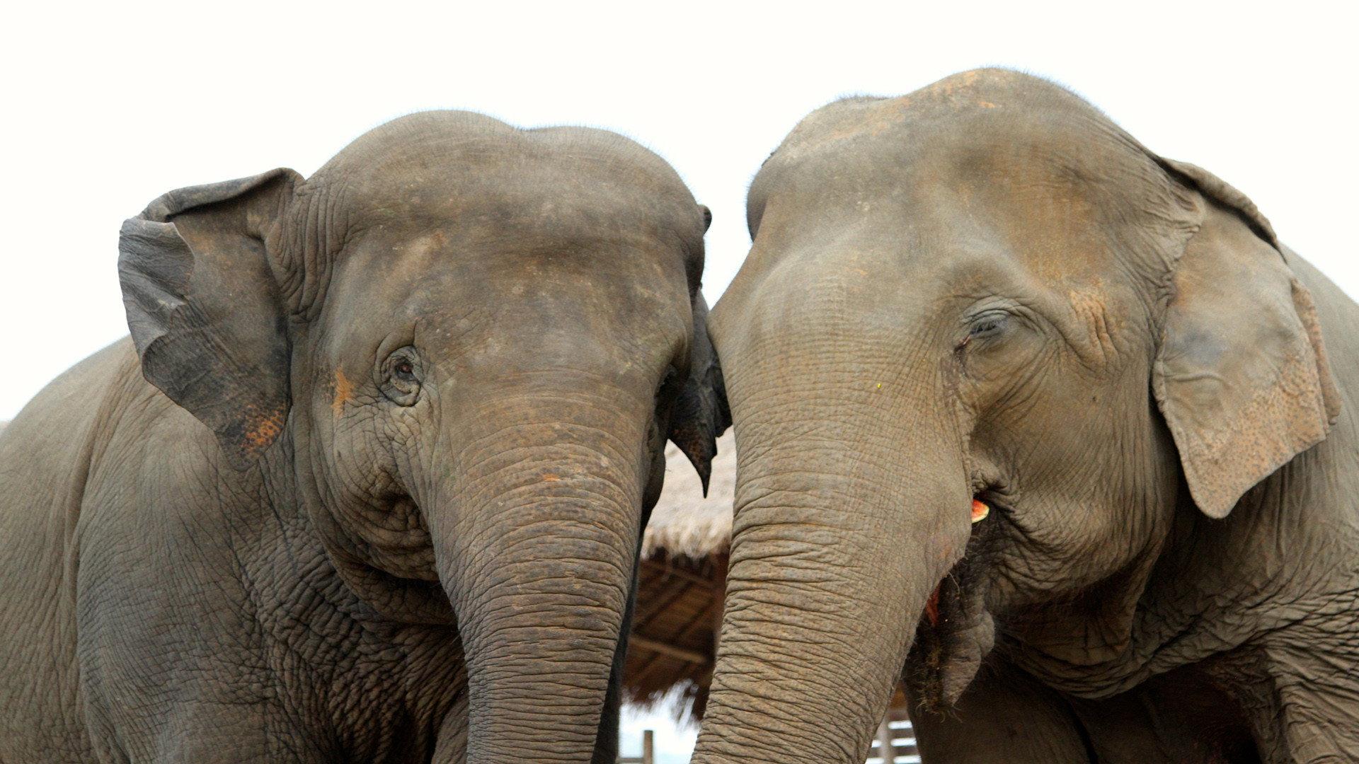 Elephant Tales 2006 movie scene