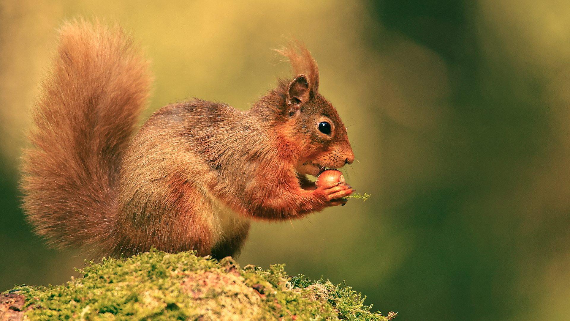 Cumbrian Red: Saving Our Red Squirrels 2023 movie scene