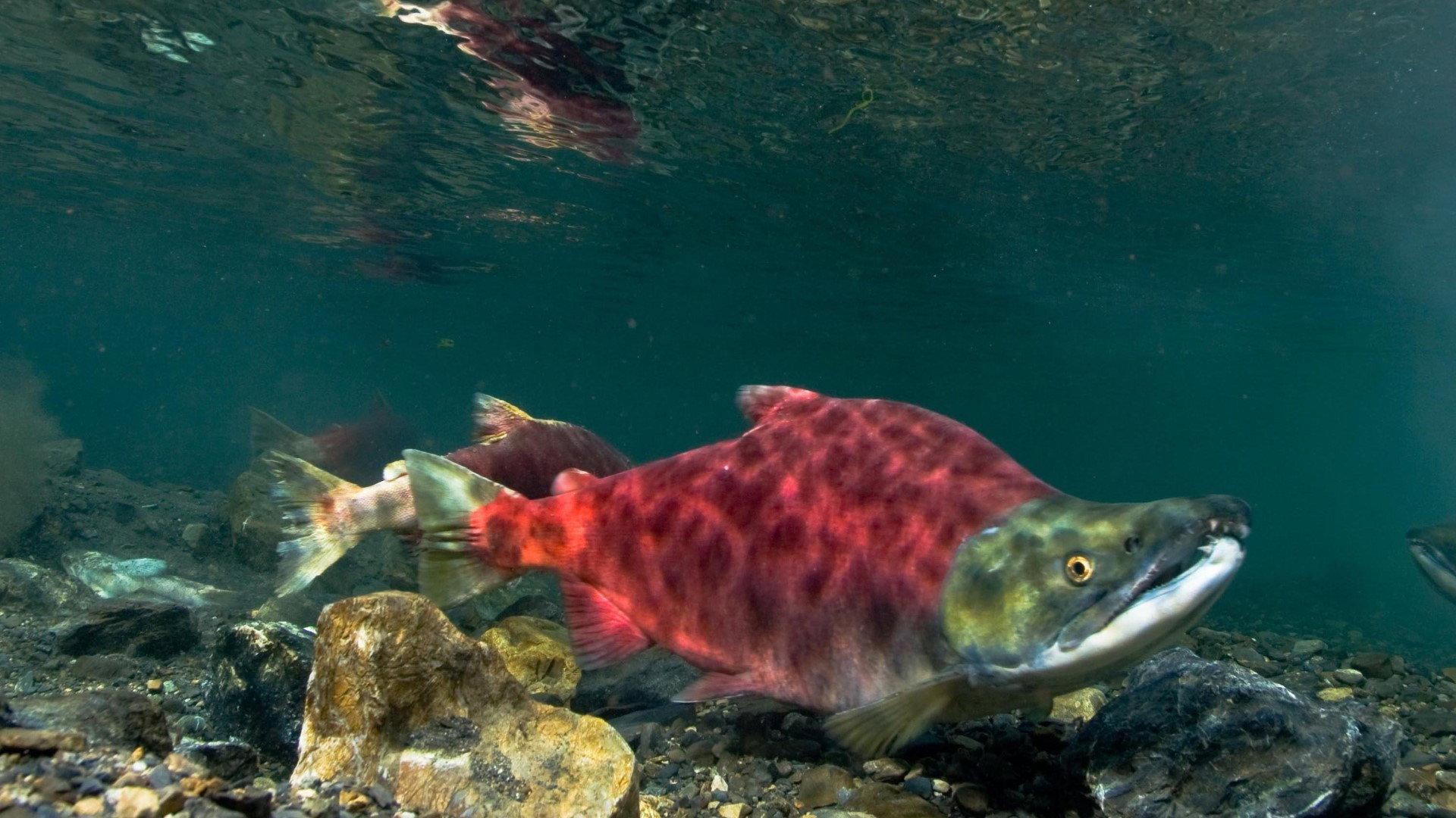 Sockeye Salmon. Red Fish 2020 movie scene