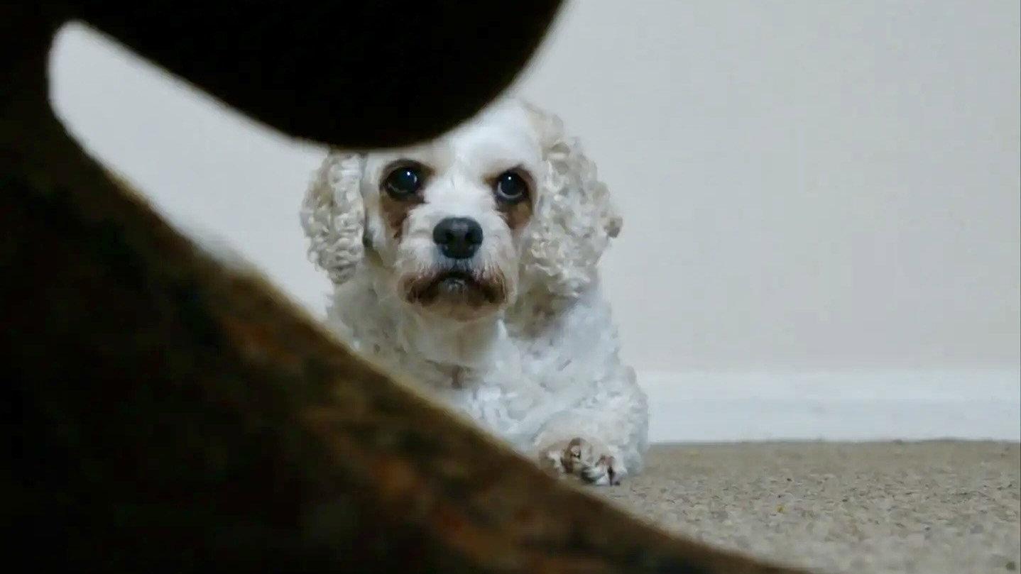 Dog Noise 2025 movie scene