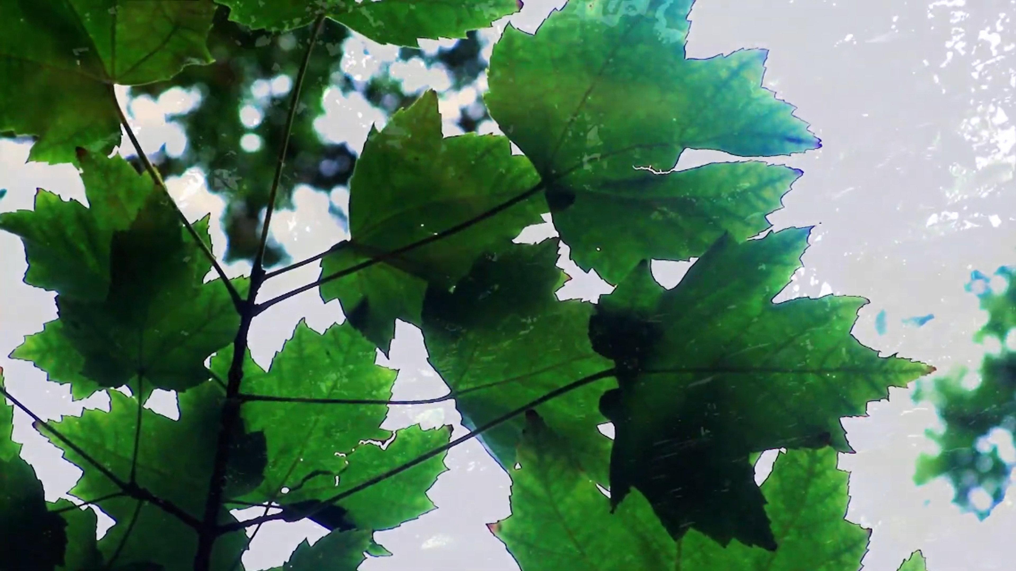 Reflections of Nature 2021 movie scene