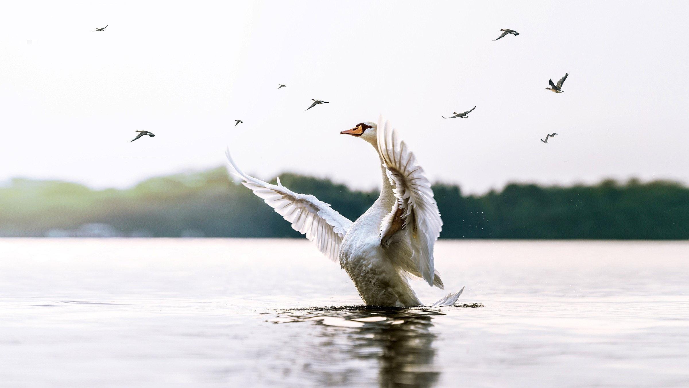 Swans: Mystery of the Missing 2019 movie scene