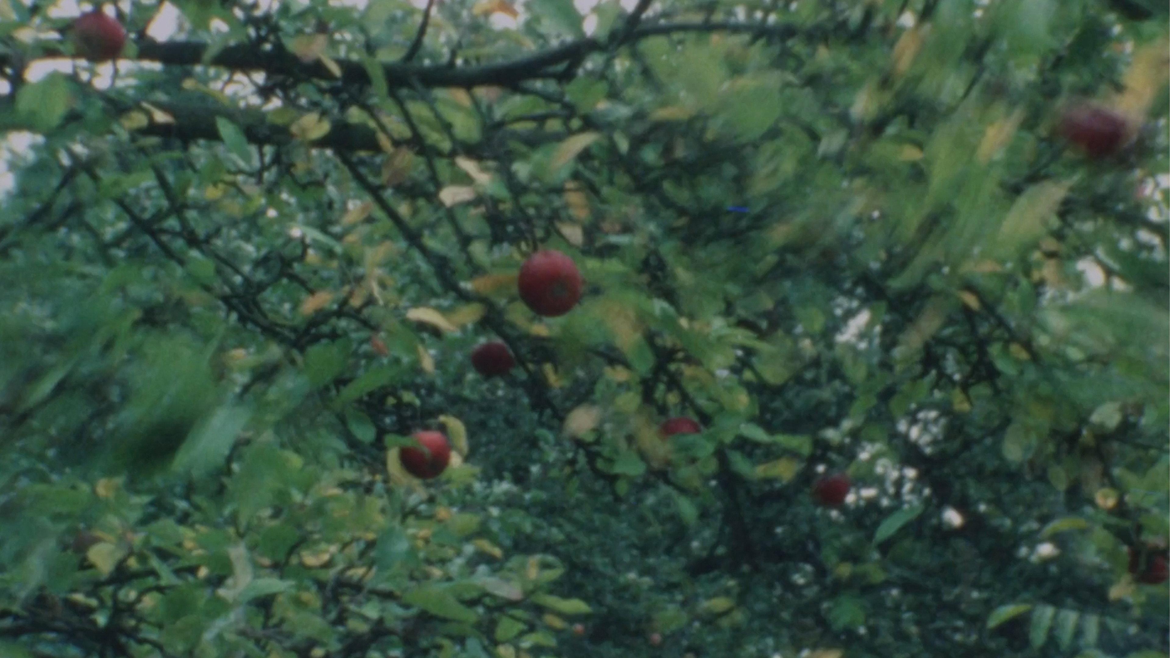 Apfelernte 1994 movie scene