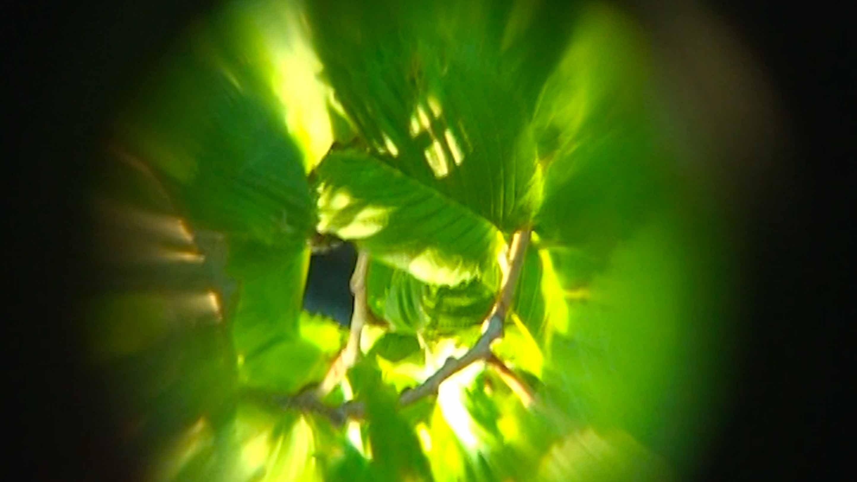 Sol Garden 2026 movie scene