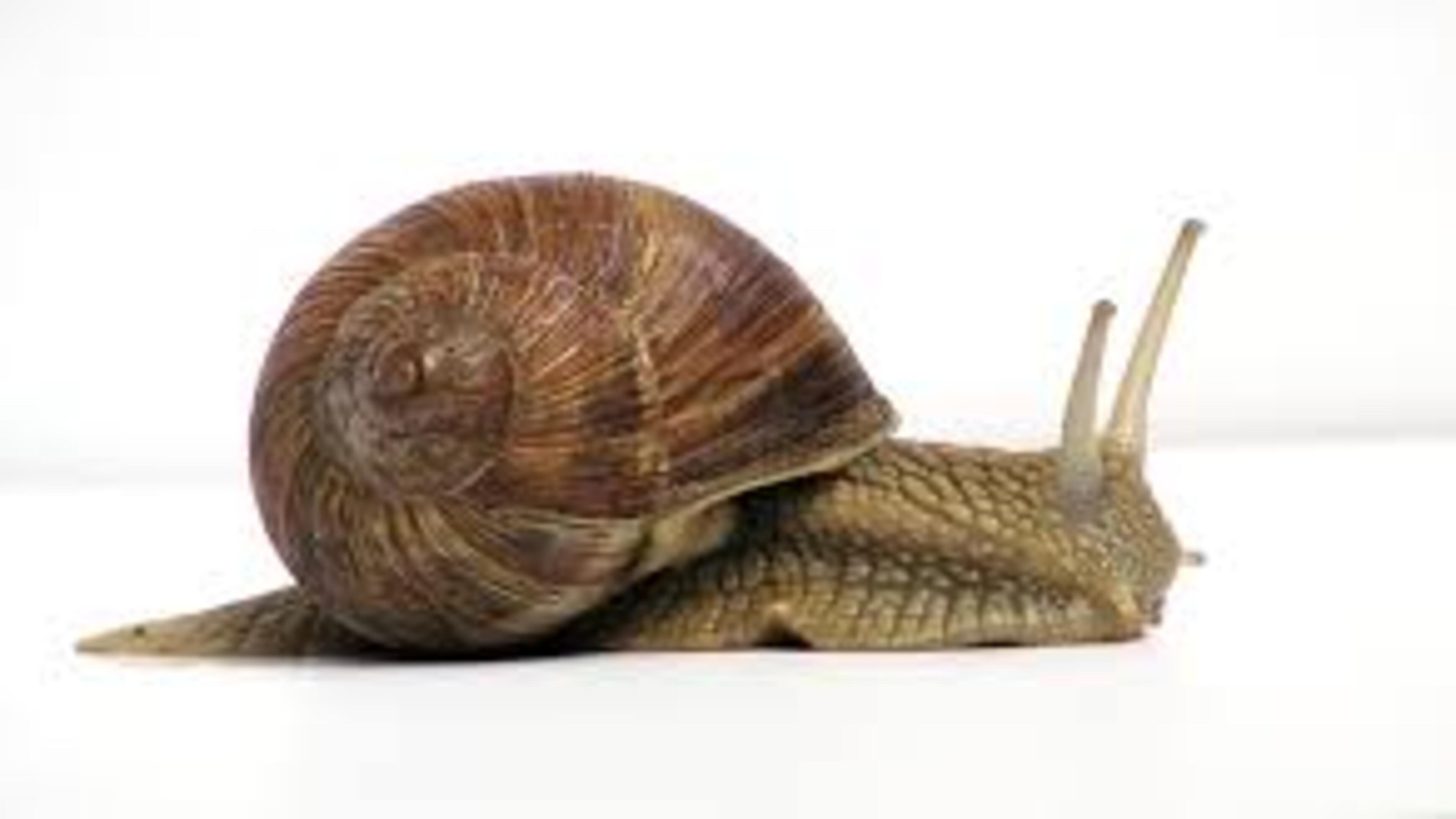 The Snail 2025 movie scene