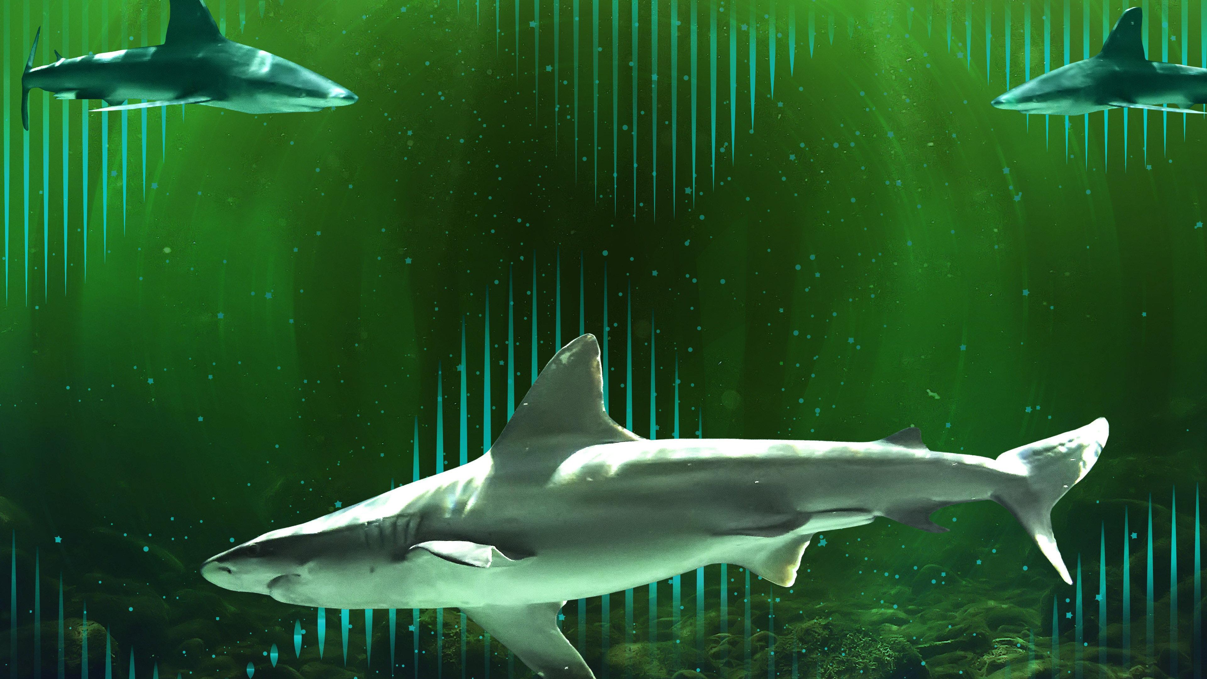 Bull Shark Bandits 2023 movie scene