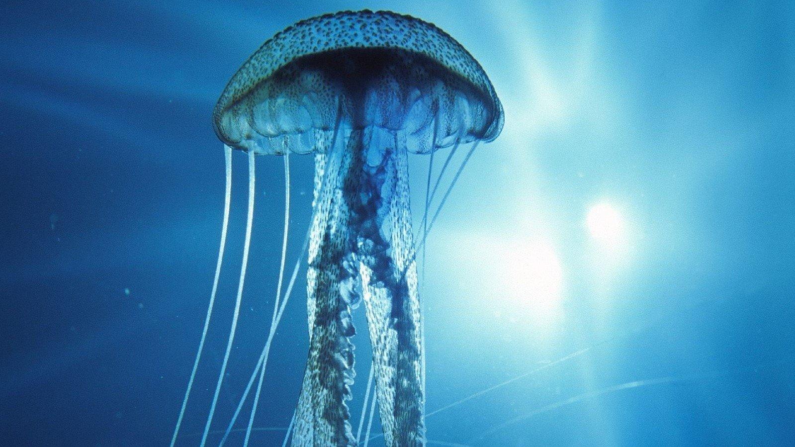 Into the Deep 1994 movie scene