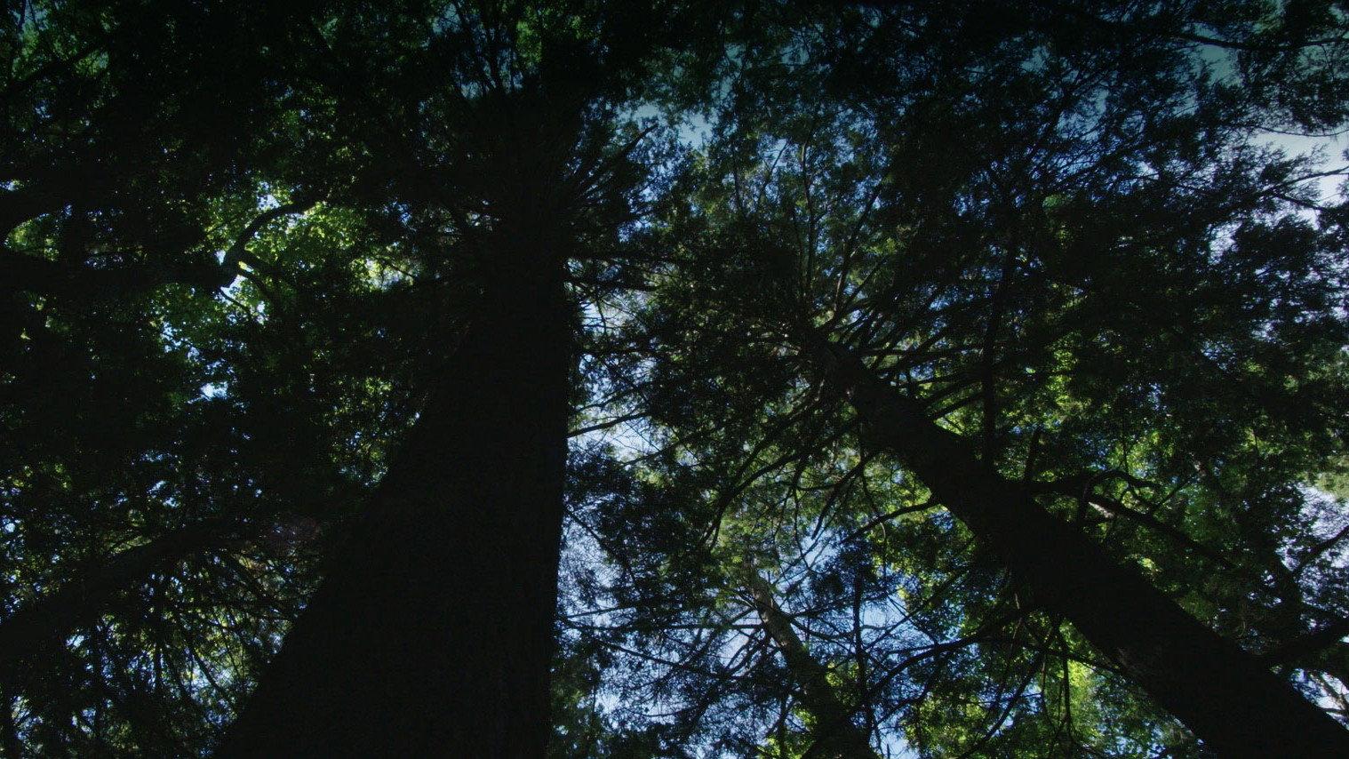 Burned: Are Trees the New Coal? 2021 movie scene