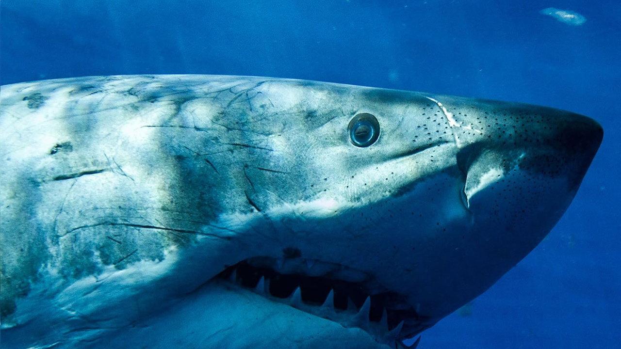 White Shark - Outside The Cage 2006 movie scene