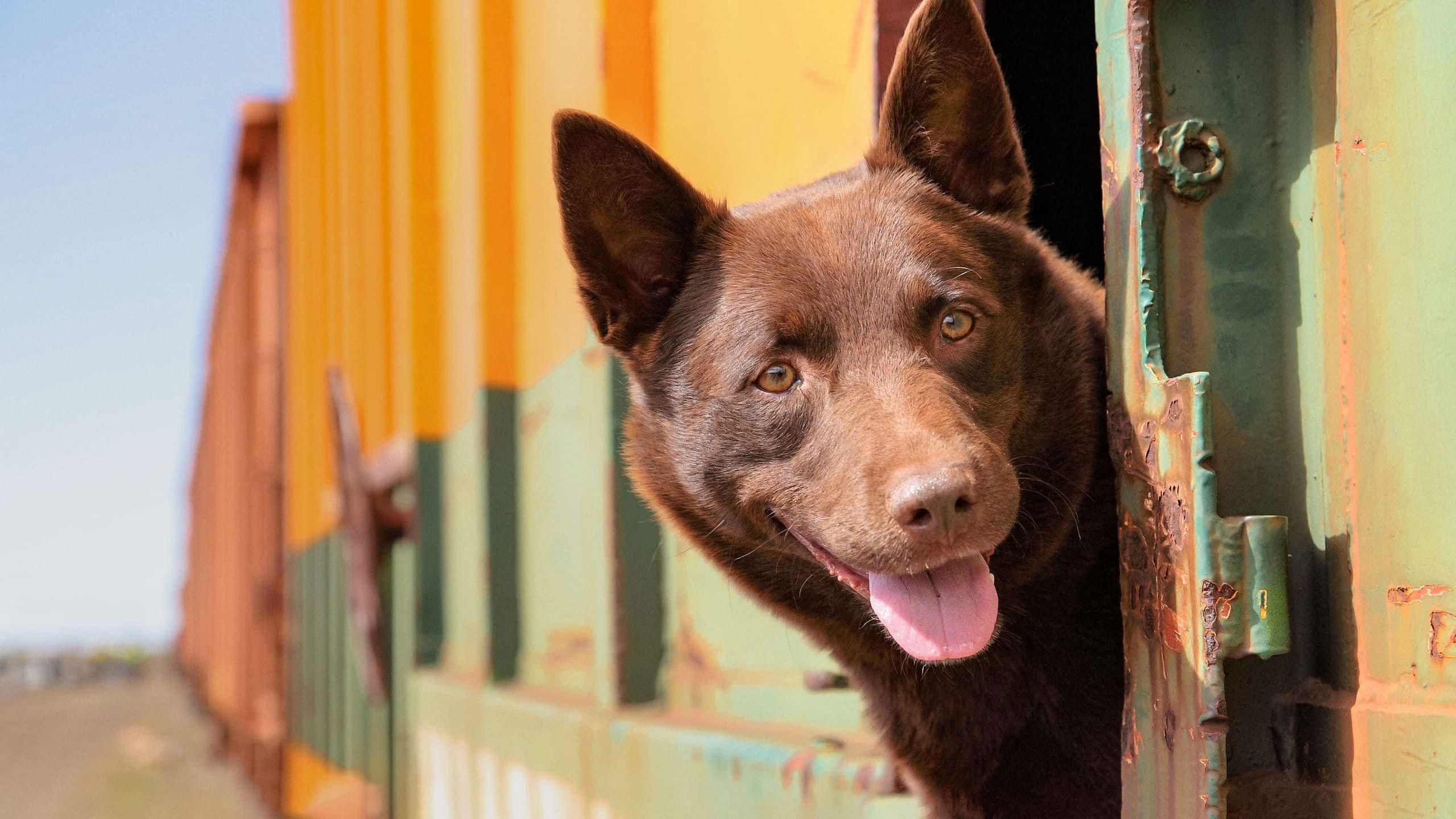 Koko: A Red Dog Story 2019 movie scene