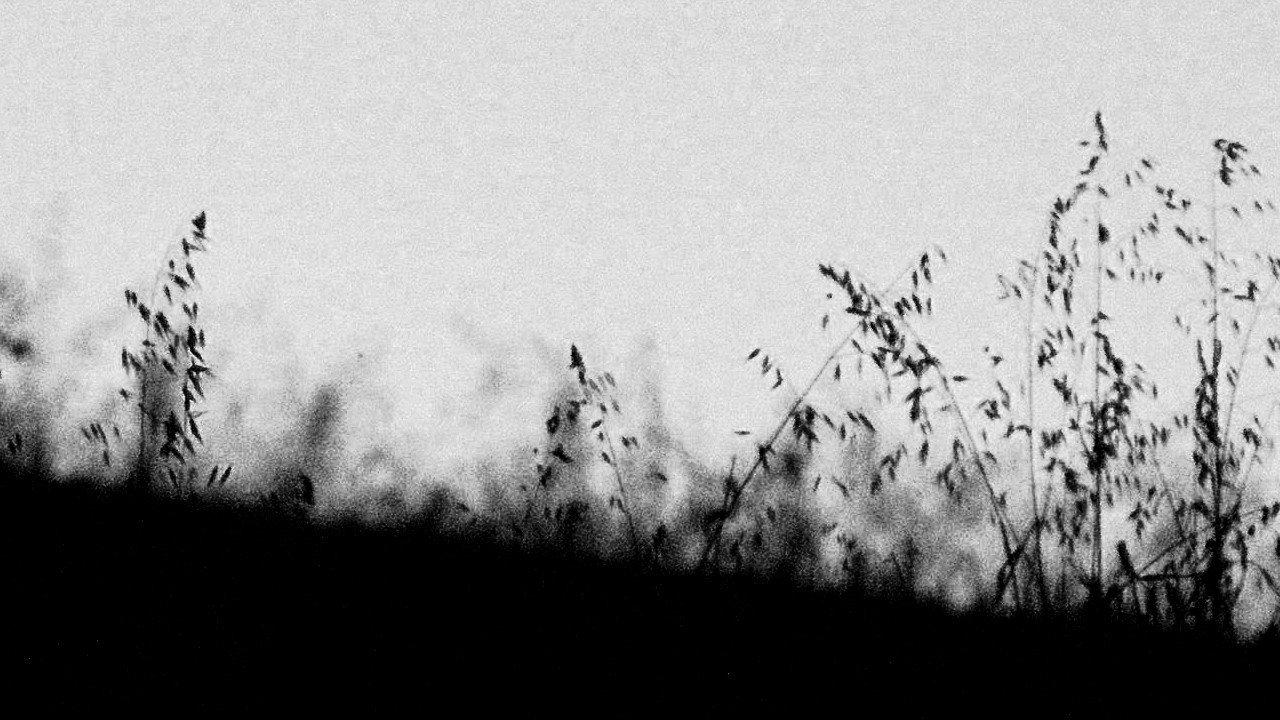 MIRTILLO - numerus I 2023 movie scene